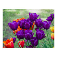 Donkere paarse tulpen
