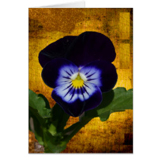 Donkere Pansy op Gold 1