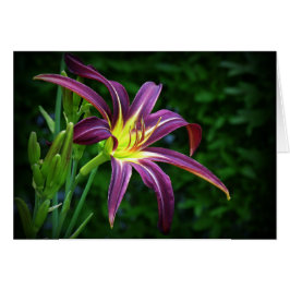 Donkere ster - Daylily