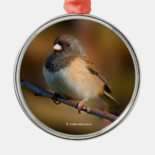 Donkereogige Junco Songbird op een Limb Metalen Ornament