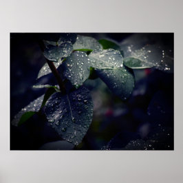 Donkergroene bladeren en regendruppels poster