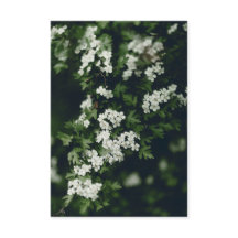 Donkergroene en witte bloeiende boom en aangepaste