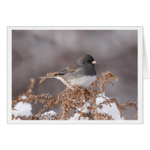 Donkerogige Junco