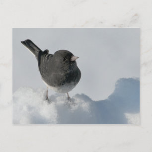 Donkerogige Junco Briefkaart