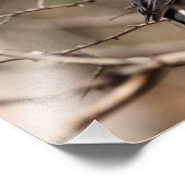 Donkerogige Junco Foto Afdruk (Hoek)