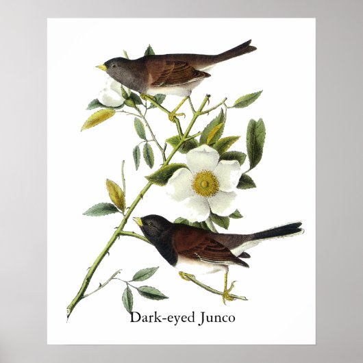 Donkerogige Junco - John James Audubon Poster (Voorkant)