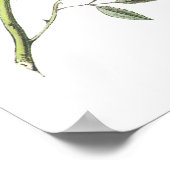 Donkerogige Junco van Audubon Poster (Hoek)