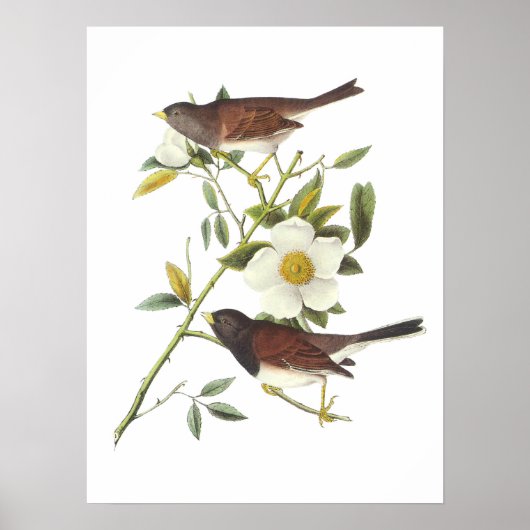 Donkerogige Junco van Audubon Poster (Voorkant)