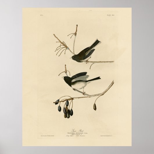 Donkerogige Junco - van de Amerikaanse vogels van Poster (Voorkant)