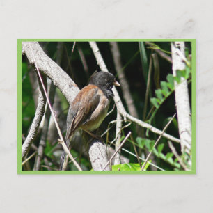 Donkeroogige junco briefkaart