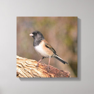 Donkeroogige Junco Canvas Afdruk