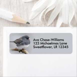 Donkeroogige Junco Sparrow Songbird op perenbomen Etiket