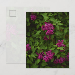 Donkerpaarse seringenboom, Groet Briefkaart