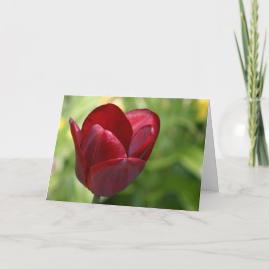 Donkerrode Tulp Kaart (Voorkant)