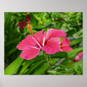 Donkerroze hibiscus poster