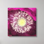 Donkerroze oosterse klaproos bloem canvas afdruk (Voorkant)