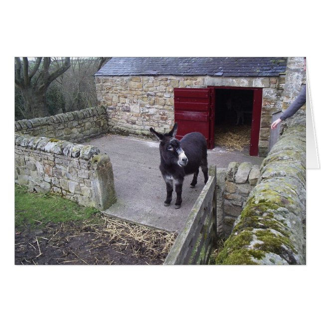 Donkey (Devant Horizontal)