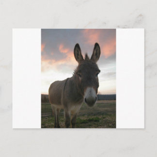 Donkey Art Briefkaart