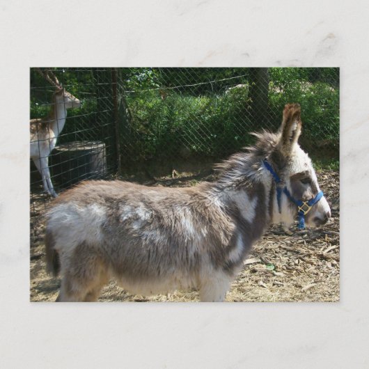 Donkey Briefkaart (Voorkant)