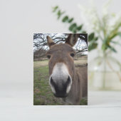 DONKEY BRIEFKAART (Staand voorkant)