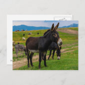 Donkey Briefkaart (Voorkant / Achterkant)