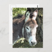 DONKEY BRIEFKAART (Voorkant / Achterkant)