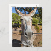 Donkey Briefkaart (Voorkant / Achterkant)