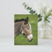 Donkey Briefkaart (Staand voorkant)
