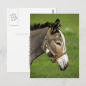 Donkey Briefkaart (Voorkant / Achterkant)