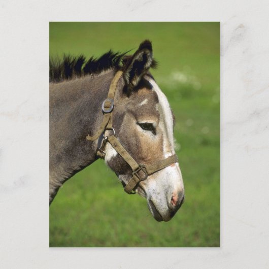 Donkey Briefkaart (Voorkant)