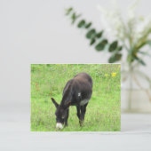 Donkey Briefkaart (Staand voorkant)