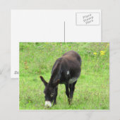 Donkey Briefkaart (Voorkant / Achterkant)