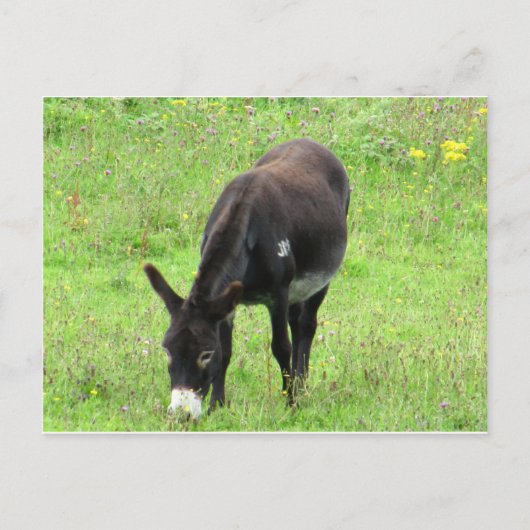 Donkey Briefkaart (Voorkant)