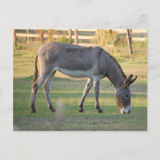 Donkey Briefkaart