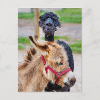 Donkey en lama