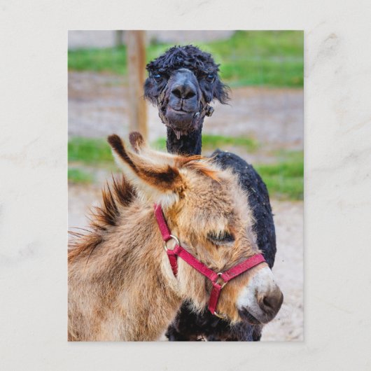 Donkey en lama briefkaart (Voorkant)