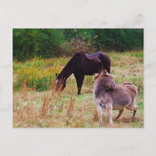 Donkey en paard in een Herfst veld. Briefkaart (Voorkant)