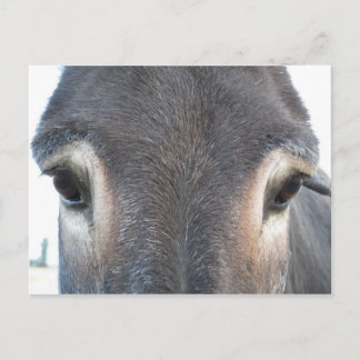 Donkey Eyes Briefkaart