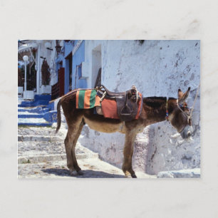 Donkey, Fira Santorini, Griekenland Briefkaart