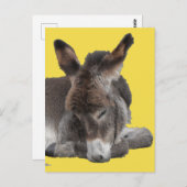 Donkey Foal Briefkaart (Voorkant / Achterkant)