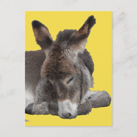 Donkey Foal Briefkaart (Voorkant)