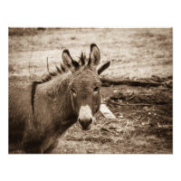 Donkey