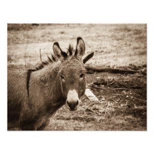 Donkey Foto Afdruk