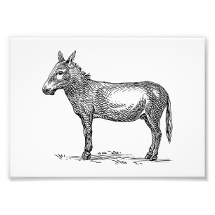Donkey Foto Afdruk
