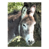 DONKEY FOTO AFDRUK (Voorkant)