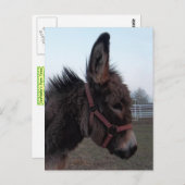 Donkey-Head Briefkaart (Voorkant / Achterkant)