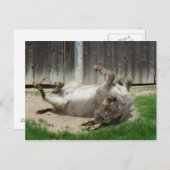 Donkey heeft een weg briefkaart (Voorkant / Achterkant)