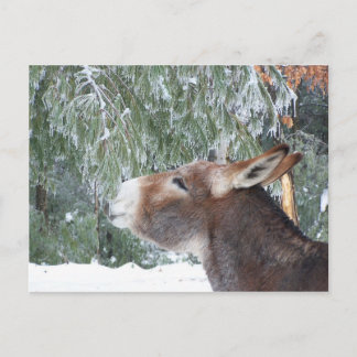 Donkey Holiday Briefkaart