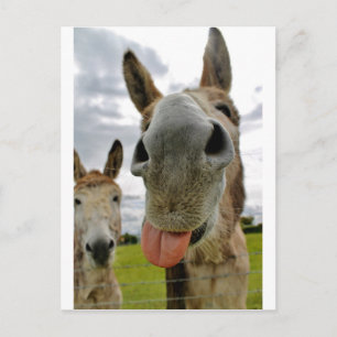 Donkey Humor Briefkaart