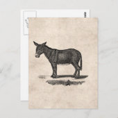 Donkey Illustration - Donkeys 1800 Briefkaart (Voorkant / Achterkant)